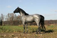 Donauglanz (Eberl Trakehner rh by S. Gremm)